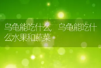 乌龟能吃什么，乌龟能吃什么水果和蔬菜