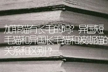 加菲猫有长毛的吗?异国短毛猫和异国长毛猫和波斯猫的关系和区别？