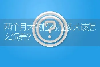 两个月大的拉布拉多犬该怎么饲养？