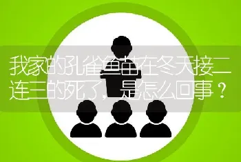 我家的孔雀鱼苗在冬天接二连三的死了，是怎么回事？