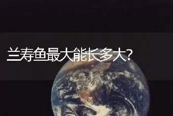 兰寿鱼最大能长多大？