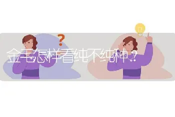 金毛怎样看纯不纯种？