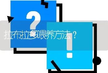 拉布拉多喂养方法？