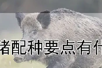 野猪配种要点有什么