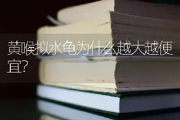 黄喉拟水龟为什么越大越便宜？