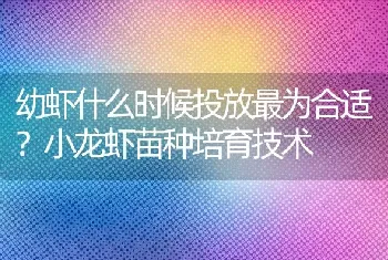 幼虾什么时候投放最为合适？小龙虾苗种培育技术