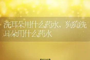 洗耳朵用什么药水，狗狗洗耳朵用什么药水