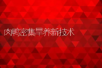 肉鸭密集旱养新技术