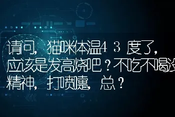 请问，猫咪体温43度了，应该是发高烧吧？不吃不喝没精神，打喷嚏，总？