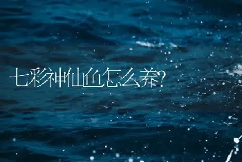 七彩神仙鱼怎么养？