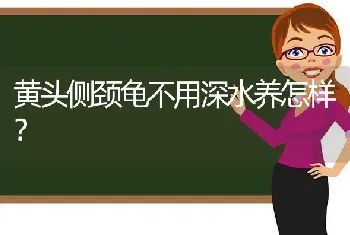 黄头侧颈龟不用深水养怎样？