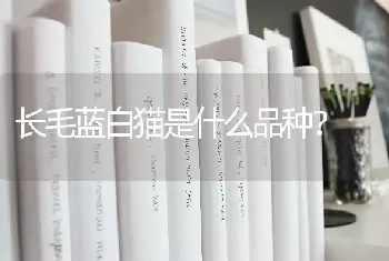 长毛蓝白猫是什么品种？