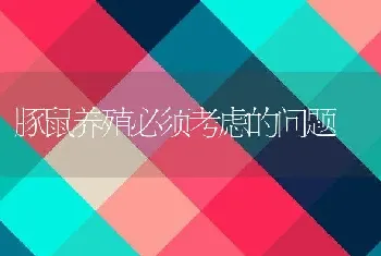 豚鼠养殖必须考虑的问题