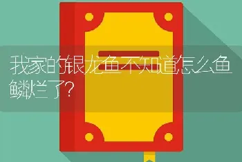 我家的银龙鱼不知道怎么鱼鳞烂了？