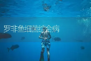 罗非鱼细菌综合病