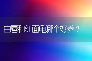 白唇和红面龟哪个好养？