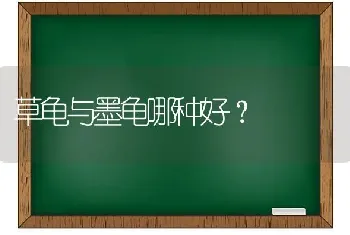 草龟与墨龟哪种好？