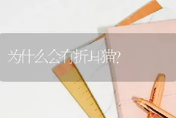 为什么会有折耳猫？