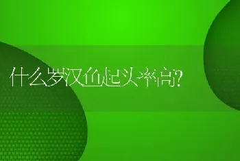 什么罗汉鱼起头率高？