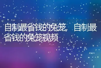 自制最省钱的兔笼，自制最省钱的兔笼视频