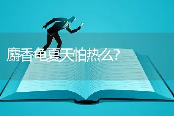 麝香龟夏天怕热么？