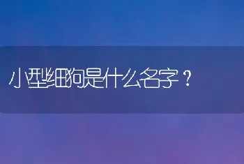 小型细狗是什么名字？