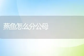 燕鱼怎么分公母