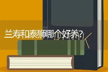 兰寿和泰狮哪个好养？