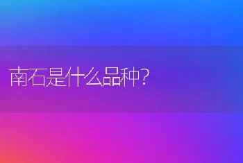 南石是什么品种？