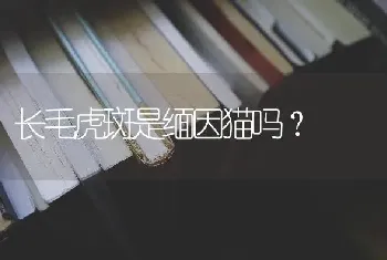 长毛虎斑是缅因猫吗？