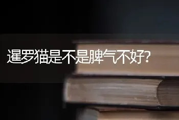 暹罗猫是不是脾气不好？