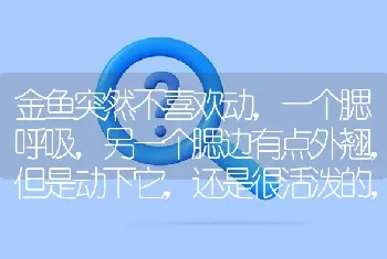 金鱼突然不喜欢动，一个腮呼吸，另一个腮边有点外翘