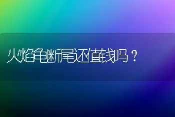 火焰龟断尾还值钱吗？