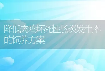 降低肉鸡坏死性肠炎发生率的饲养方案