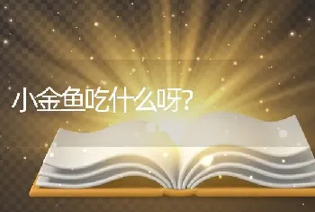 小金鱼吃什么呀？