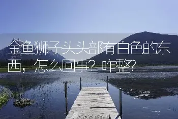 金鱼狮子头头部有白色的东西，怎么回事？咋整？