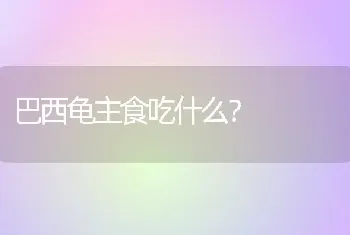 巴西龟主食吃什么？