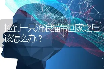 边牧和金毛上班族养家里边牧拉布拉多金毛哪个好？