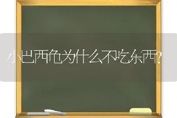 小巴西龟为什么不吃东西？