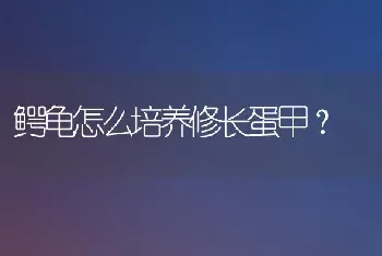 鳄龟怎么培养修长蛋甲？