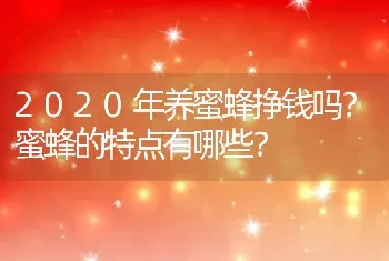 2020年养蜜蜂挣钱吗？蜜蜂的特点有哪些？