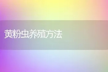 黄粉虫养殖方法