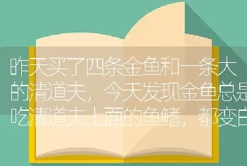 昨天买了四条金鱼和一条大的清道夫，今天发现金鱼总是吃清道夫上面的鱼鳍