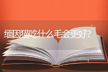 缅因猫吃什么毛会更好？