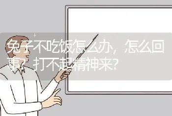 兔子不吃饭怎么办，怎么回事?打不起精神来？