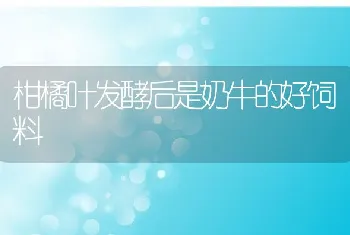 柑橘叶发酵后是奶牛的好饲料