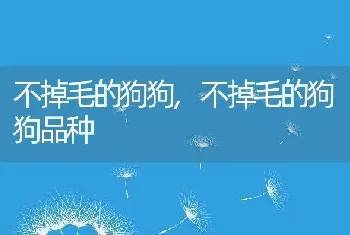 不掉毛的狗狗，不掉毛的狗狗品种