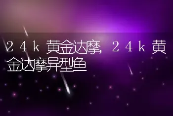 24k黄金达摩，24k黄金达摩异型鱼