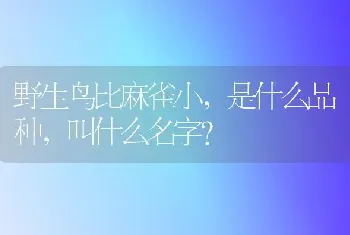 野生鸟比麻雀小，是什么品种，叫什么名字？