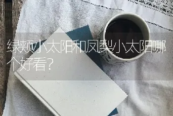 绿颊小太阳和凤梨小太阳哪个好看？